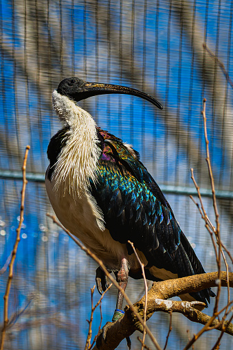 A closeup of an Australian ibis perched on a branch at a zoo