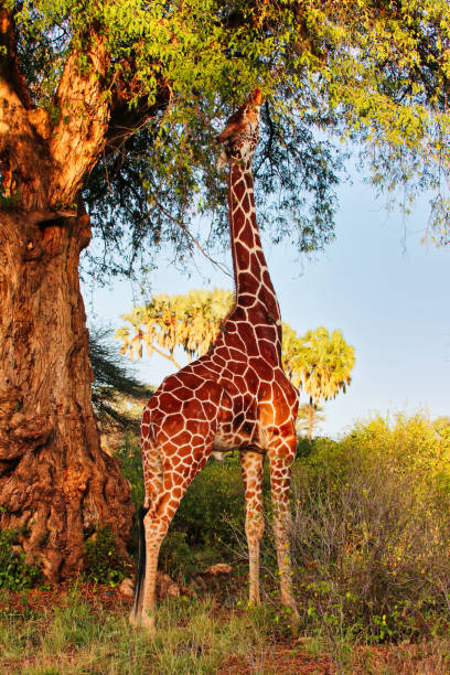 A magnificent endangered Reticulated Giraffe, endemic to North Kenya, feeds from a tree in the golden afternoon light at the Buffalo Springs Reserve in Samburu County, Kenya