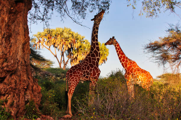 A pair of endangered Reticulated Giraffes endemic to northern kenya feeding on leaves from a tree at the Buffalo Springs Reserve in Samburu County, Kenya