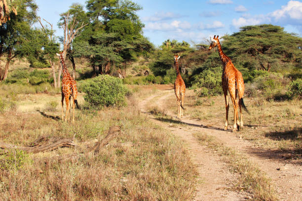 istock Reticulated Giraffe Samburu 2137110271