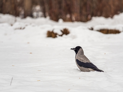 Crow in the snow on a winter day close-up. The hooded crow, Corvus cornix