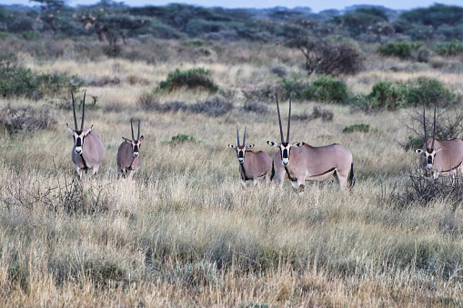 A herd of endangered Beisa Oryx,endemic to North Kenya guard against intruders in the dry grass plains of the Buffalo Springs Reserve in Samburu County, Kenya