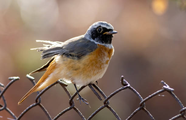 istock Common redstart sitting on fence 2137135658
