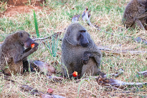 A pair of Olive baboons feed on the fruits of the Doum palm nut at the Buffalo Springs Reserve in Samburu County, Kenya