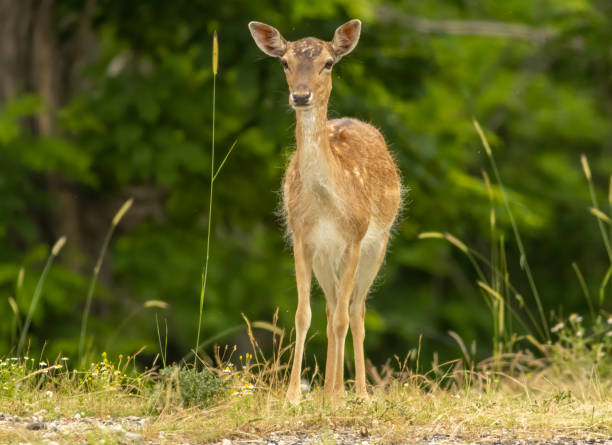 istock Female European fallow deer (Dama dama) walking 2137146664