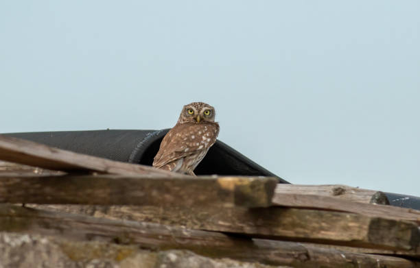 istock Little Owl sitting on an old house 2137148235