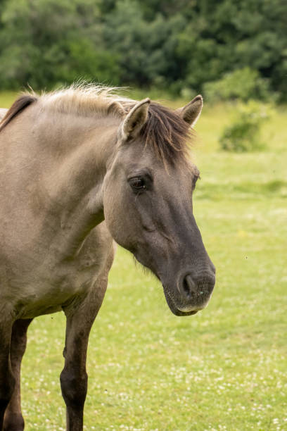 istock Semi wild horses reintroduced in Bulgaria 2137150302