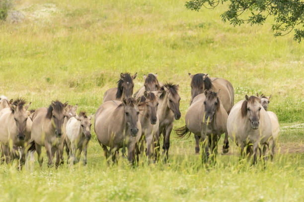 istock Semi wild horses reintroduced in Bulgaria 2137150809