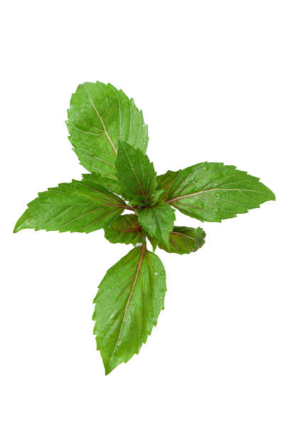 istock Basil (Ocimum basilicum) isolated on white background. Red rubin basil. Fresh leaves contain essential oils that can be used as medicine in many ways, and can be used for cooking and decorating. 2137156938