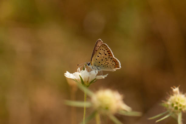 Small butterfly sitting on plant