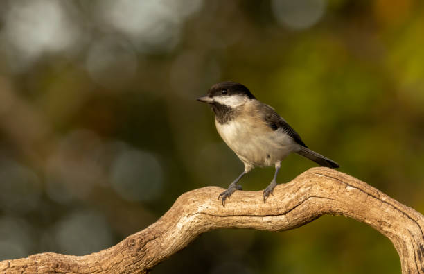 istock Sombre Tit (Parus lugubris) in to the forest 2137157647