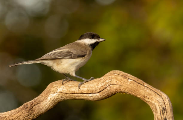 istock Sombre Tit (Parus lugubris) in to the forest 2137158171