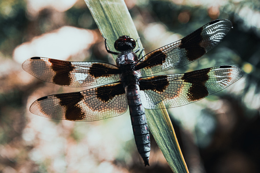 A dragonfly on a large blade of plant life.