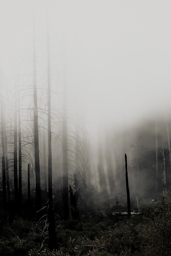 Misty, spooky forest