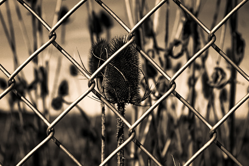 Thistles behind chain link fence