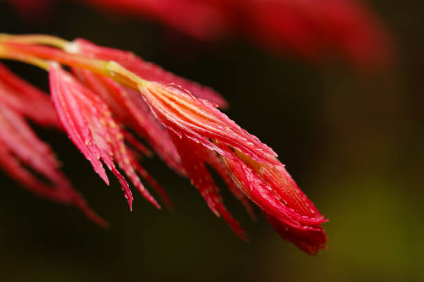 Bright burning red young Japanese maple leaves (Natural+flash light, macro close-up photography)