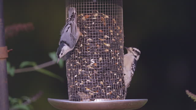A Nuthatch and Woodpecker Share Bird Feeder