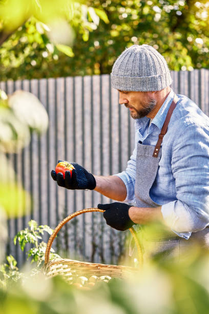 istock Male farmer picking fresh tomatoes from his hothouse garden 2137201159
