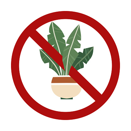 Vector forbidden sign with house plant isolated from background. Growing tropical flowers is prohibited. Do not touch rare flowers. Allergy danger