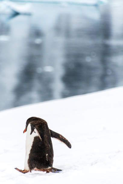 istock Gentoo colony at Danco Island 2137205368