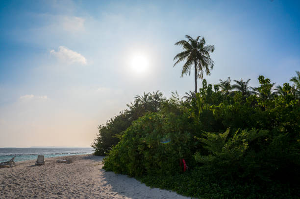 Beautiful sandy beach near a dense tropical forest. Sunny weather.