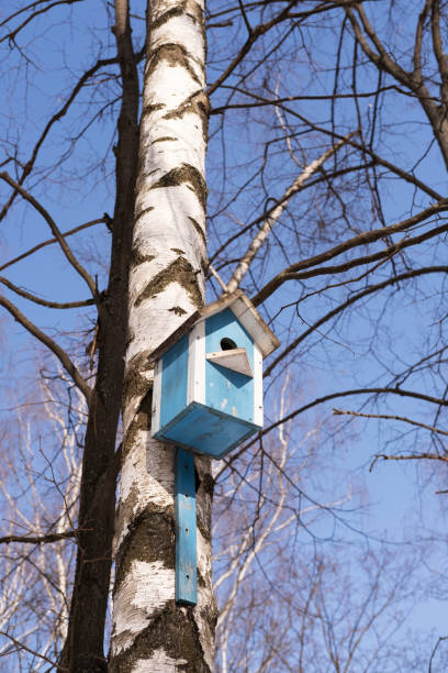 Blue birdhouse on a birch tree in a city park. Vertical Orientation.