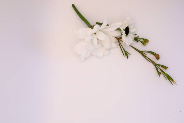 A lone flower on a white surface beside a green branch
