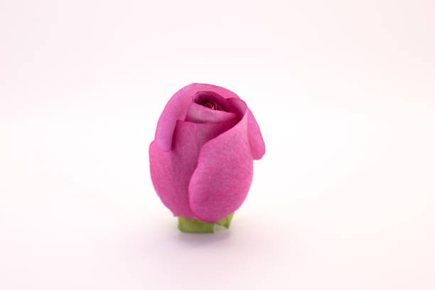 Close-up of a pink rose against a blurred white background