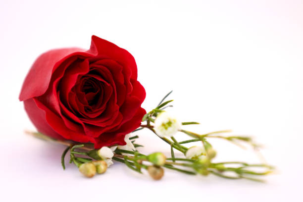 Landscape with beautiful rose flowers