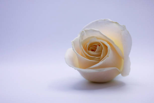 Close-up of a white rose on a soft background, focusing on its stem and center