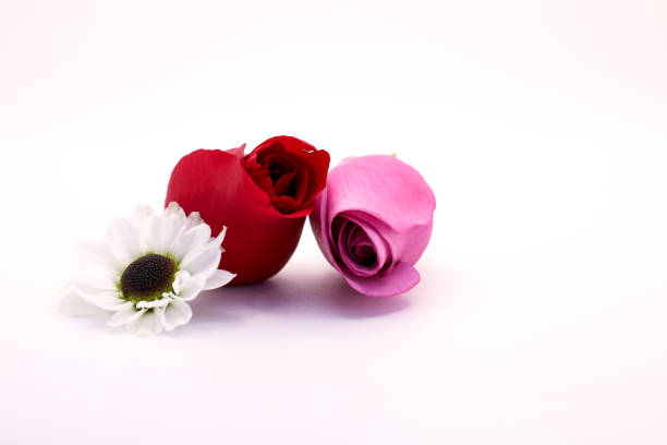 Two roses and a single flower on a clean white background