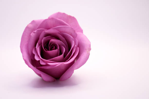 Rose   flower  on  a  white isolated background with clipping path. Closeup. For design. Nature.