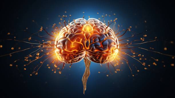 Neuroplasticity and How the Brain Can Heal and Adapt neuroplasticity brain's power to adapt