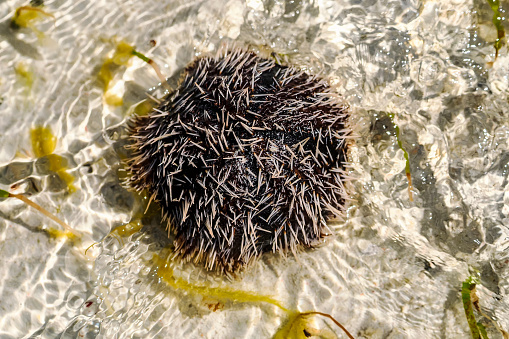 Echinoidea sea urchins, a group of marine animals belonging to the type of echinoderms Echinodermata, characterized by a spherical shape, .Zanzibar near the town of Jambiani