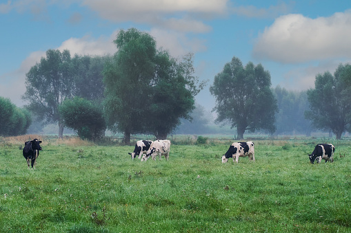 Cows grazing on a foggy day, Zuławy geographical region, Poland