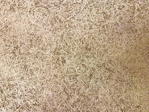 Thin swirling wood shavings, sawdust for filling parcels, stuffing old toys. Organic eco-friendly material. Abstract background.
