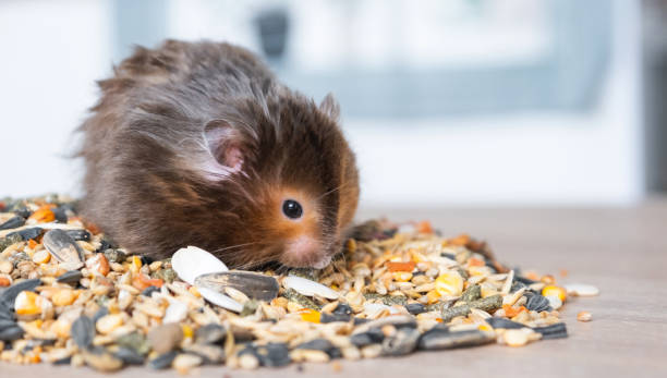 istock Funny fluffy Syrian hamster sits on a handful of seeds and eats and stuffs his cheeks with stocks. Food for a pet rodent, vitamins. Close-up 2137242551