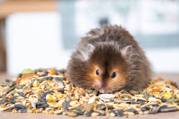 istock Funny fluffy Syrian hamster sits on a handful of seeds and eats and stuffs his cheeks with stocks. Food for a pet rodent, vitamins. Close-up 2137242554