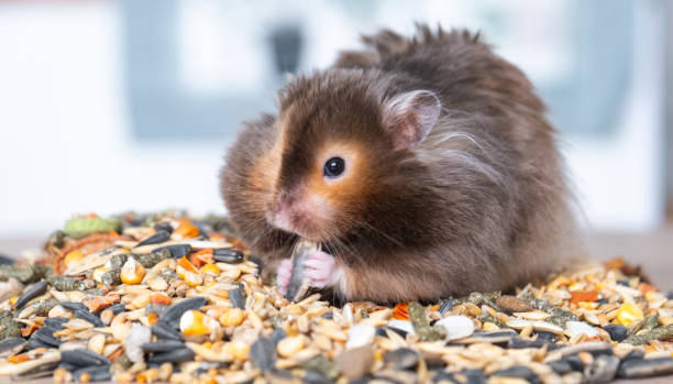 istock Funny fluffy Syrian hamster sits on a handful of seeds and eats and stuffs his cheeks with stocks. Food for a pet rodent, vitamins. Close-up 2137242555