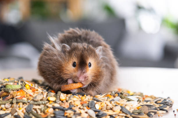 istock Funny fluffy Syrian hamster sits on a handful of seeds and eats and stuffs his cheeks with stocks. Food for a pet rodent, vitamins. Close-up 2137242559