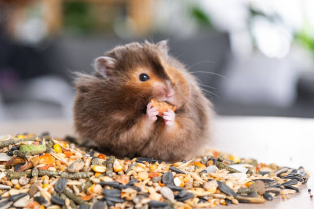 istock Funny fluffy Syrian hamster sits on a handful of seeds and eats and stuffs his cheeks with stocks. Food for a pet rodent, vitamins. Close-up 2137242560