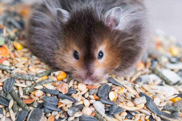 istock Funny fluffy Syrian hamster sits on a handful of seeds and eats and stuffs his cheeks with stocks. Food for a pet rodent, vitamins. Close-up 2137242562