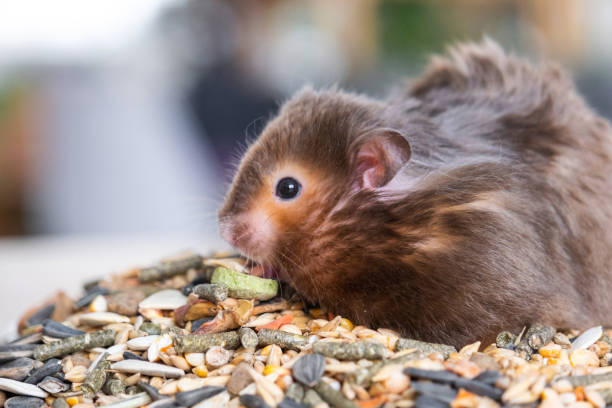 istock Funny fluffy Syrian hamster sits on a handful of seeds and eats and stuffs his cheeks with stocks. Food for a pet rodent, vitamins. Close-up 2137242564