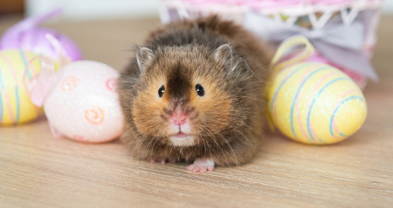 Funny fluffy pet hamster climbs out of a basket with colorful Easter eggs - festive Easter decor with a pet