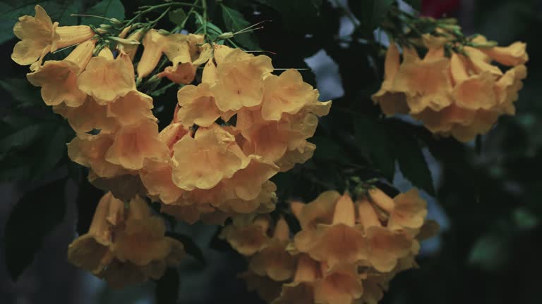 Yellow elder, Trumpet flower