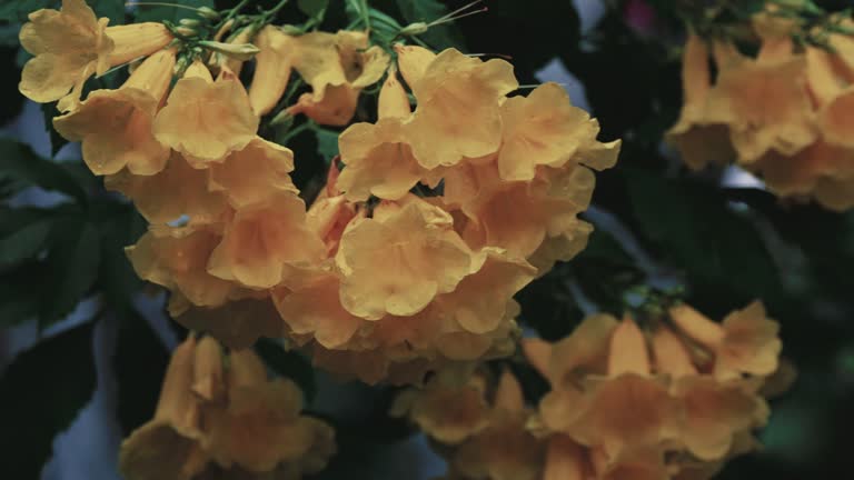 Beautiful yellow elder flowers