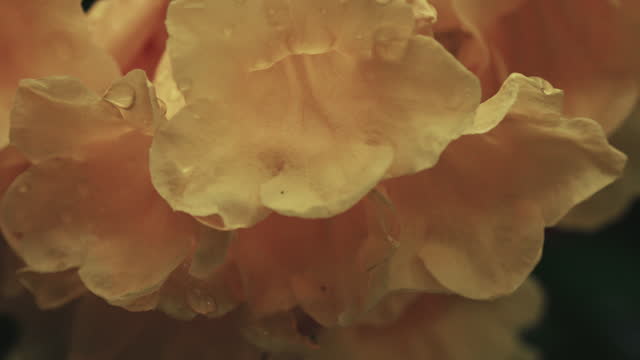 Close up of yellow elder flowers