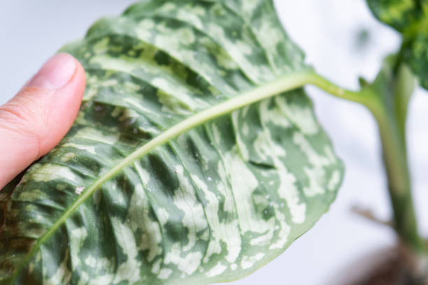 istock Leaves home plant affected by a spider mite, small insects, Problems in the cultivation of domestic plants. Plant treatment and pest and fungus control 2137248977