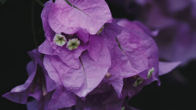 Bougainvillea flowers detail