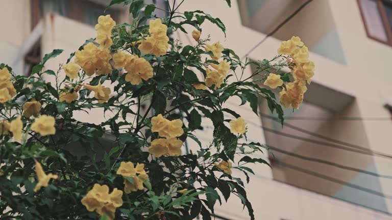 Yellow Elder blossom outdoors